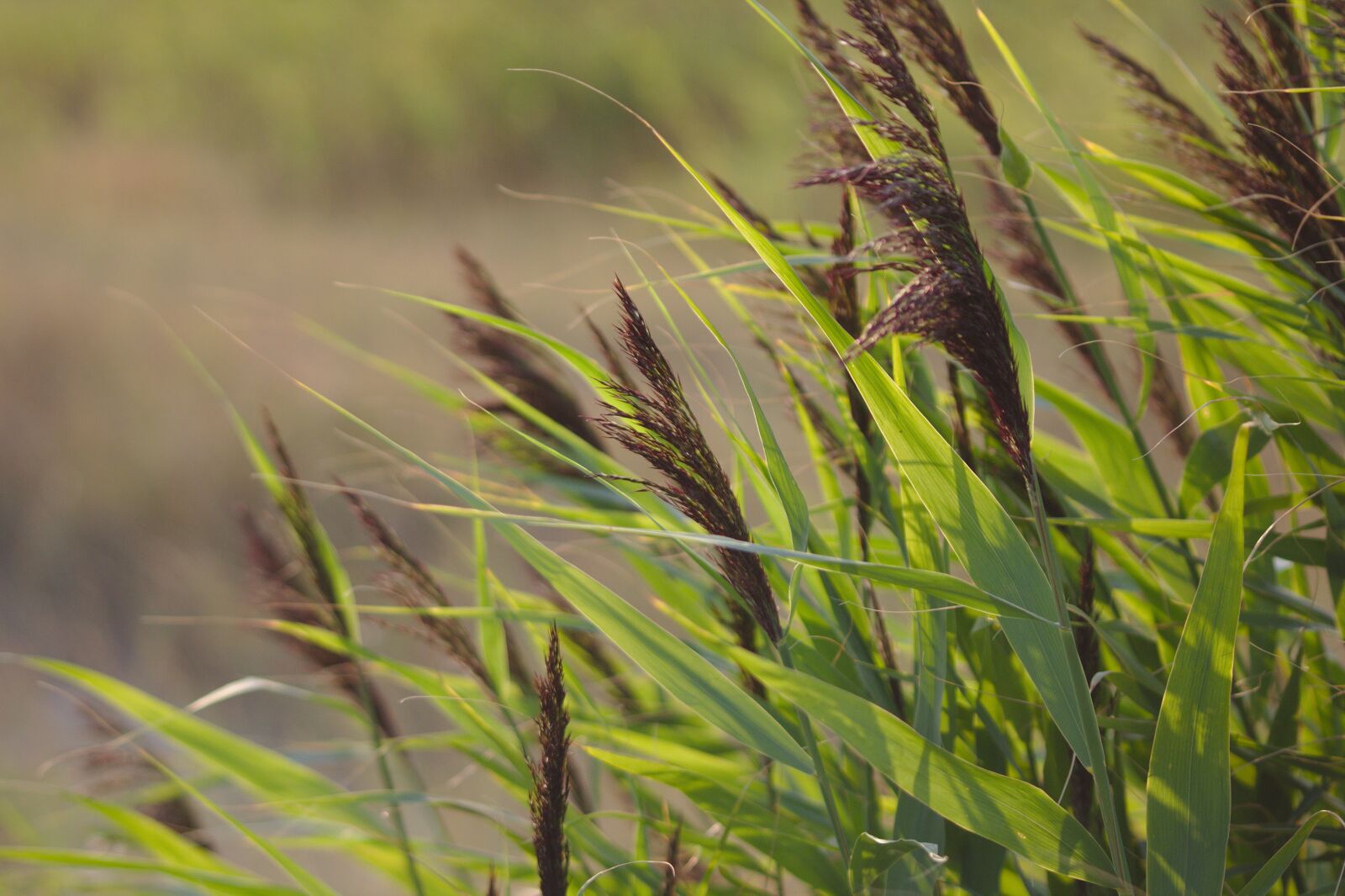 Canon EOS 1200D (EOS Rebel T5 / EOS Kiss X70 / EOS Hi) sample photo. Grasses, nature, grass photography