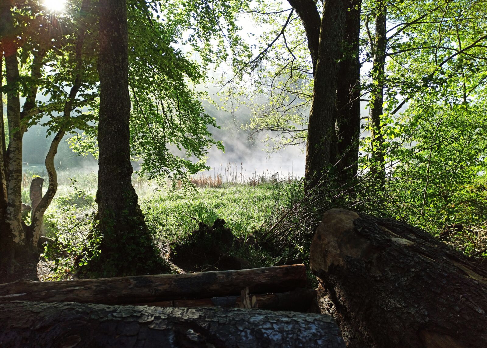 Xiaomi Redmi Note 8 Pro sample photo. Forest, nature, lake photography
