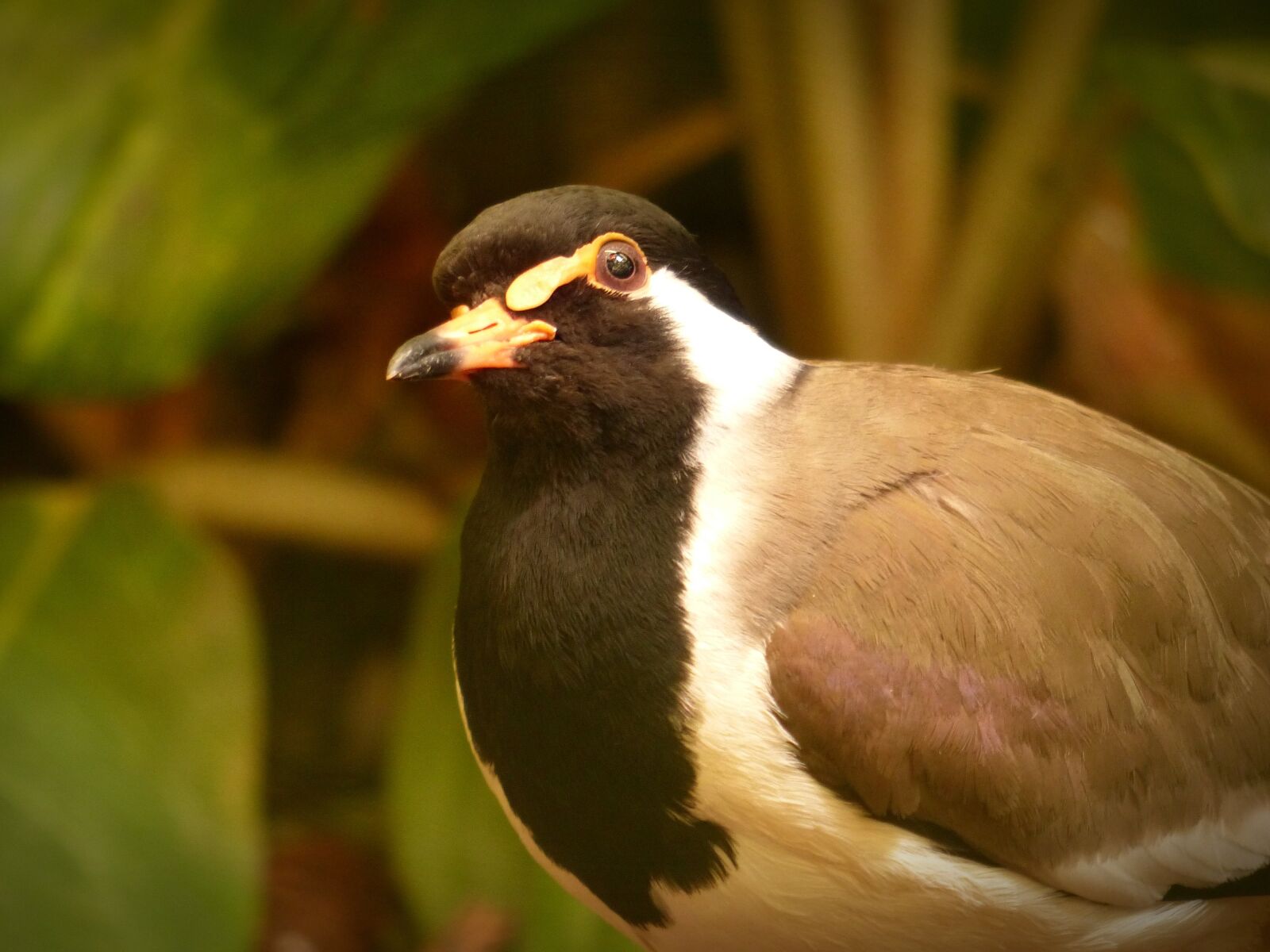Panasonic Lumix DMC-FZ200 sample photo. Bird, lapwing, plumage photography
