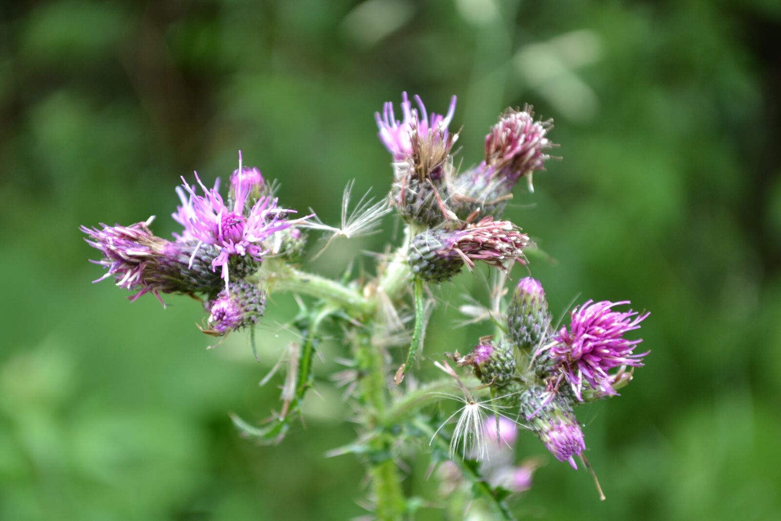 Nikon D3100 sample photo. Flower, blossom, bloom photography