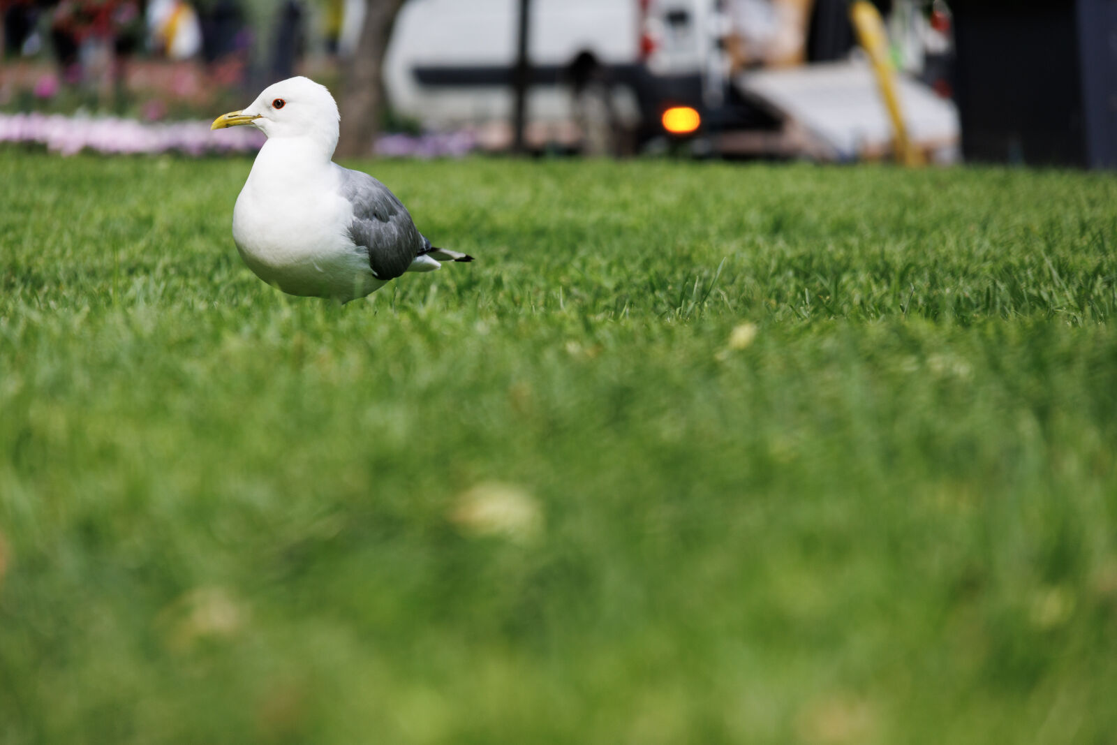 Canon EOS R7 + Canon RF-S 18-150mm F3.5-6.3 IS STM sample photo. Seagull on grass photography