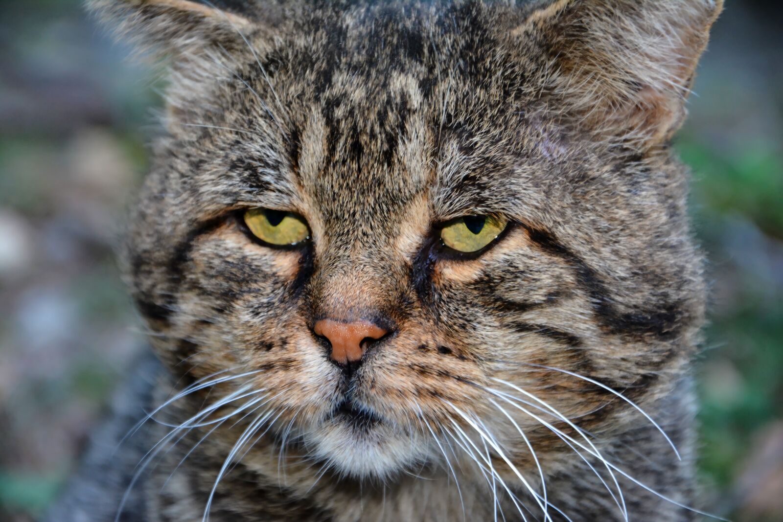 Nikon D7100 sample photo. Cat, pets, animal photography