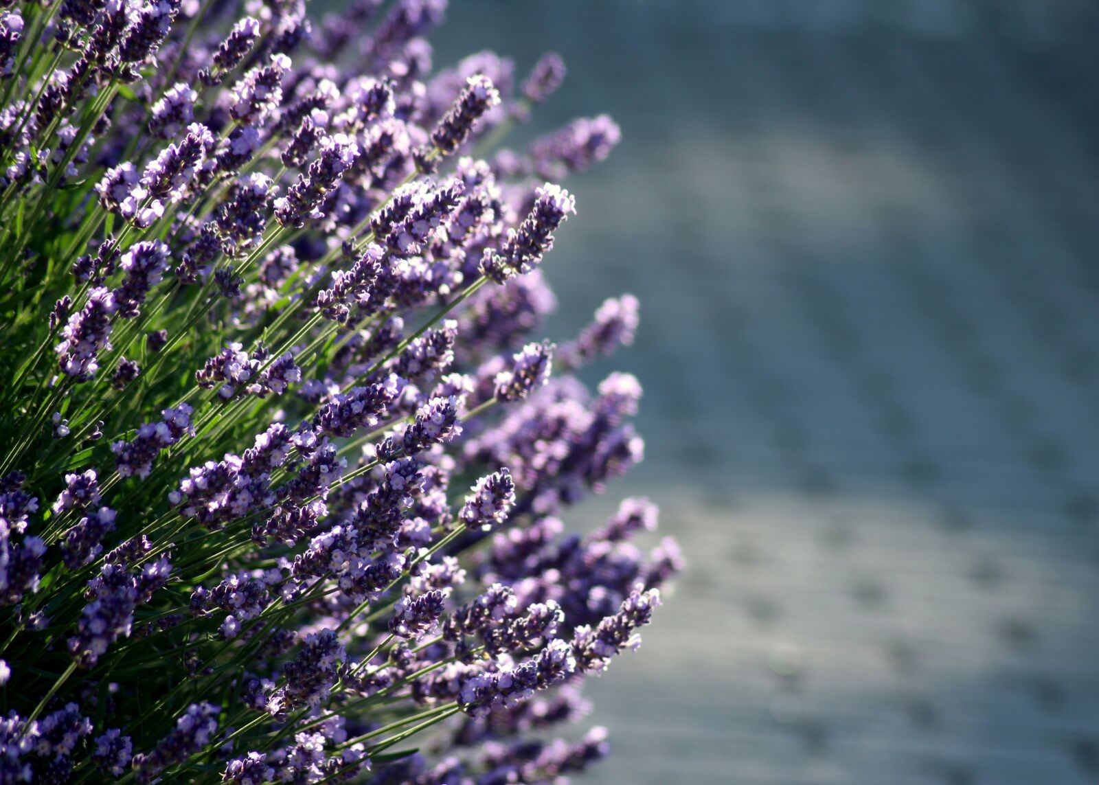 Canon EOS 1200D (EOS Rebel T5 / EOS Kiss X70 / EOS Hi) sample photo. Lavender, violet flowers, plants photography