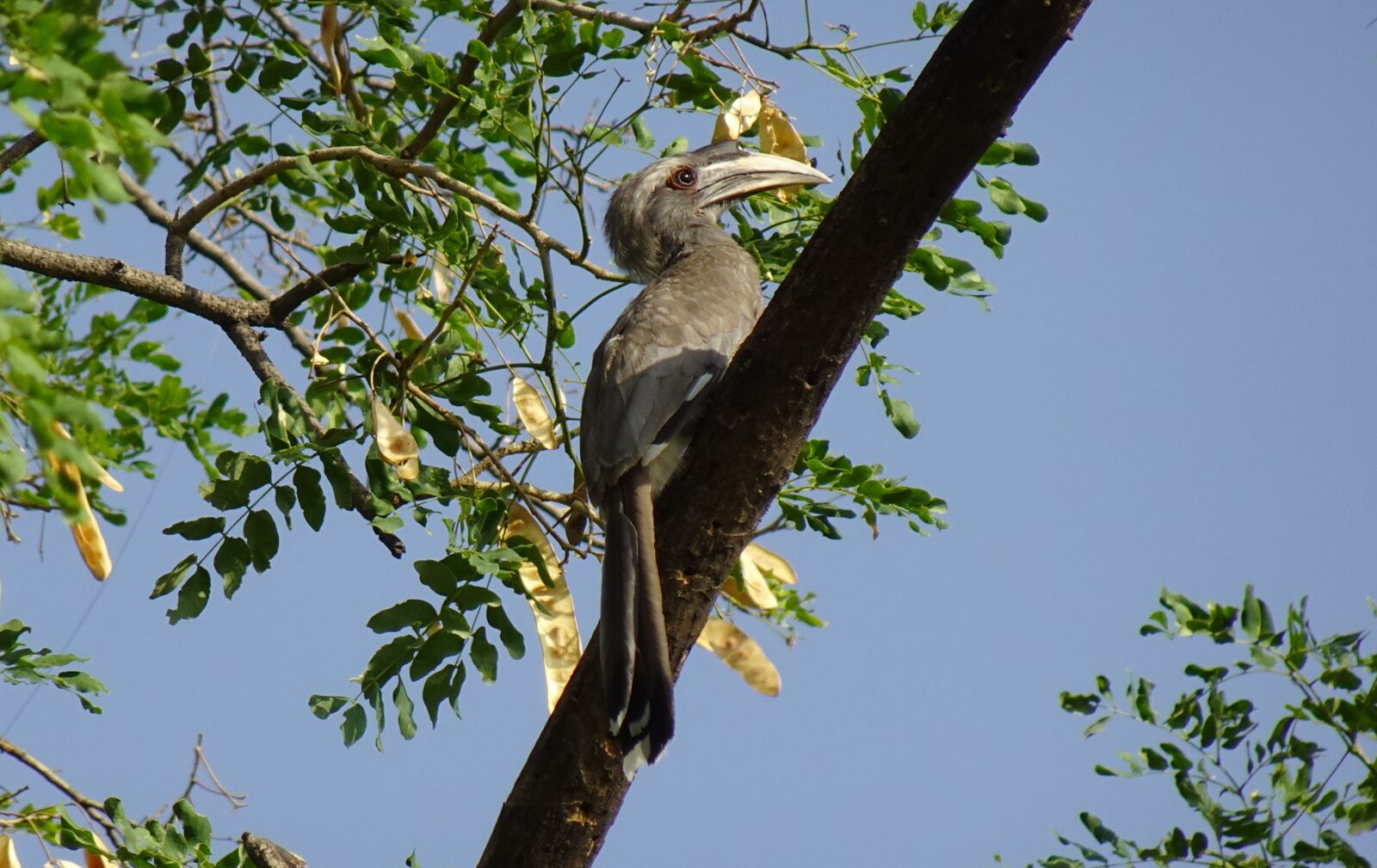 Sony DSC-WX800 sample photo. Bird, hornbill, indian photography