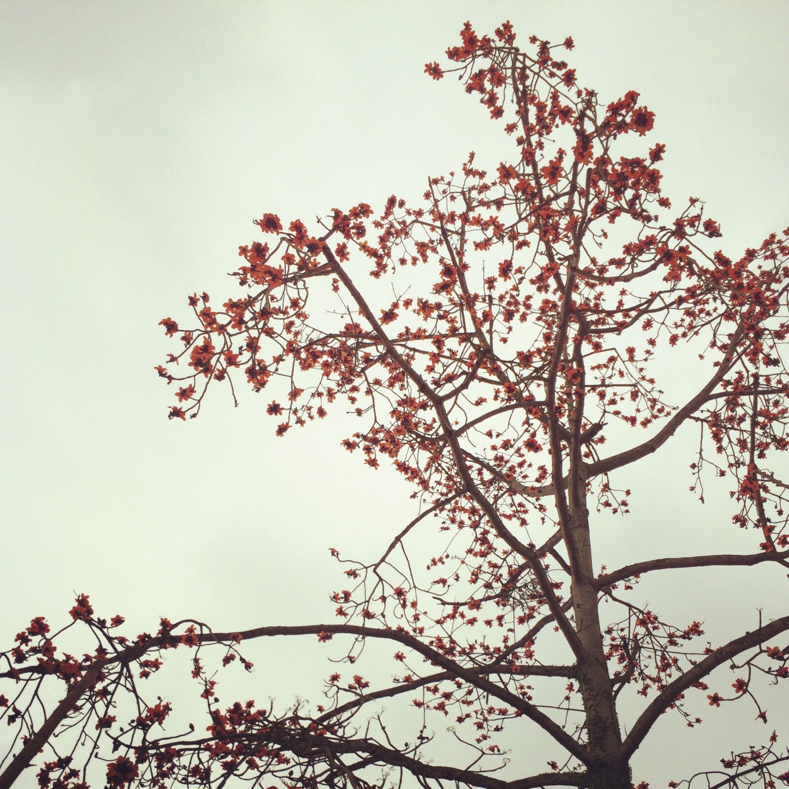iPhone 5s back camera 4.12mm f/2.2 sample photo. Bombax ceiba, tree, ceiba photography