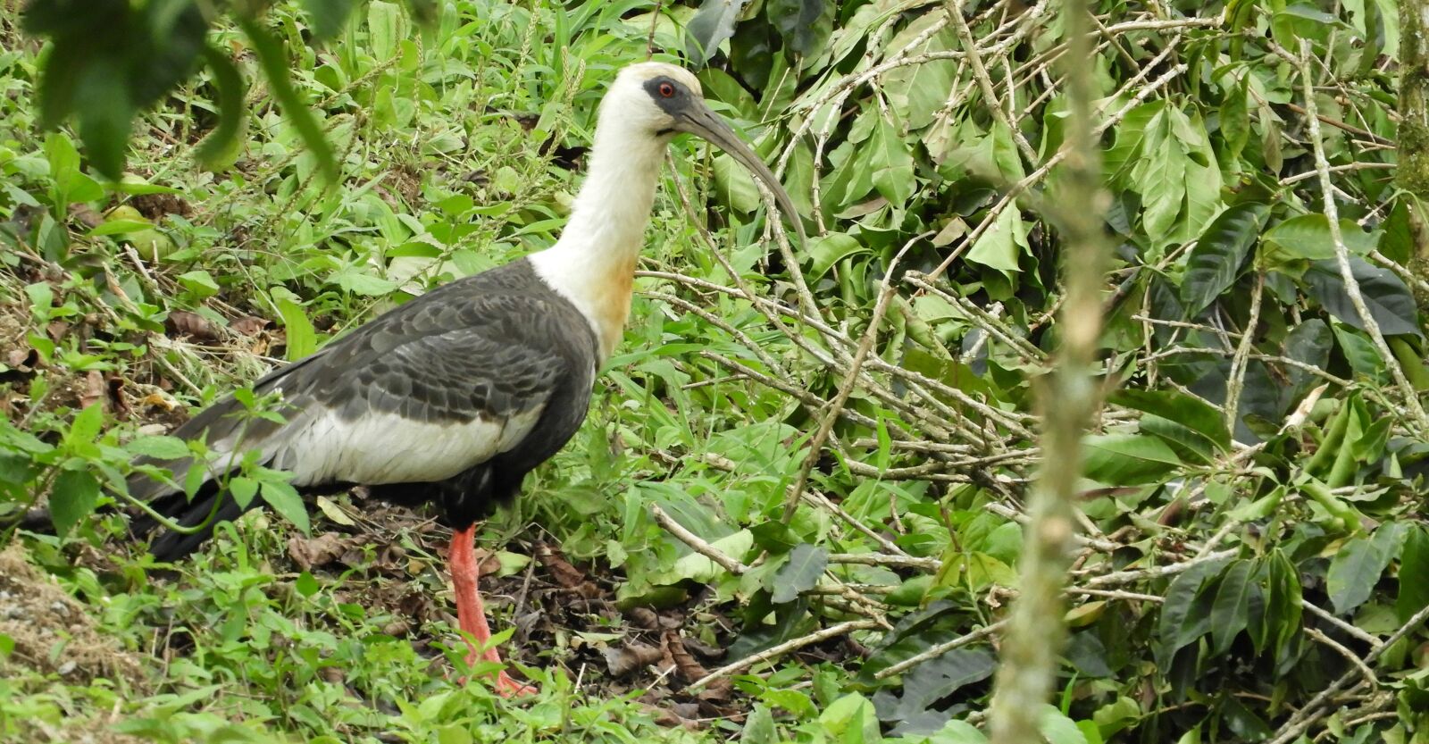 Nikon Coolpix B700 sample photo. Nature, birds, wild life photography