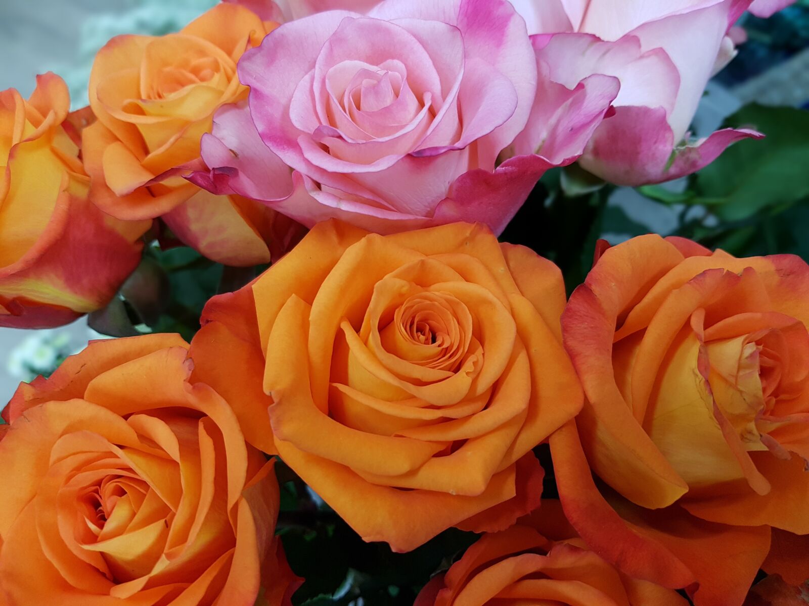 Samsung Galaxy S7 Edge sample photo. Rose, roses, rosaceae photography