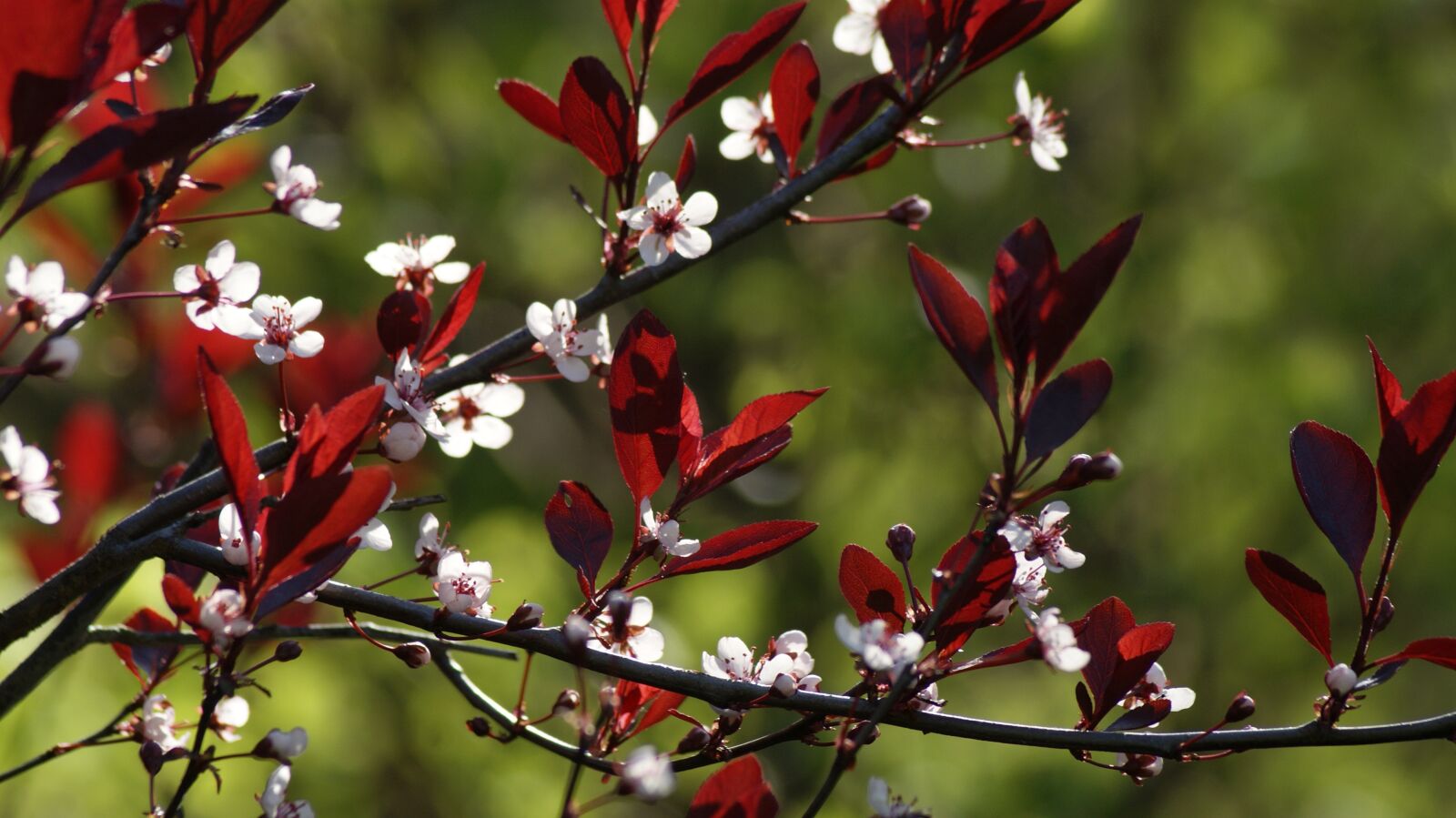 Sony Alpha DSLR-A330 sample photo. Red, blossom, flower photography