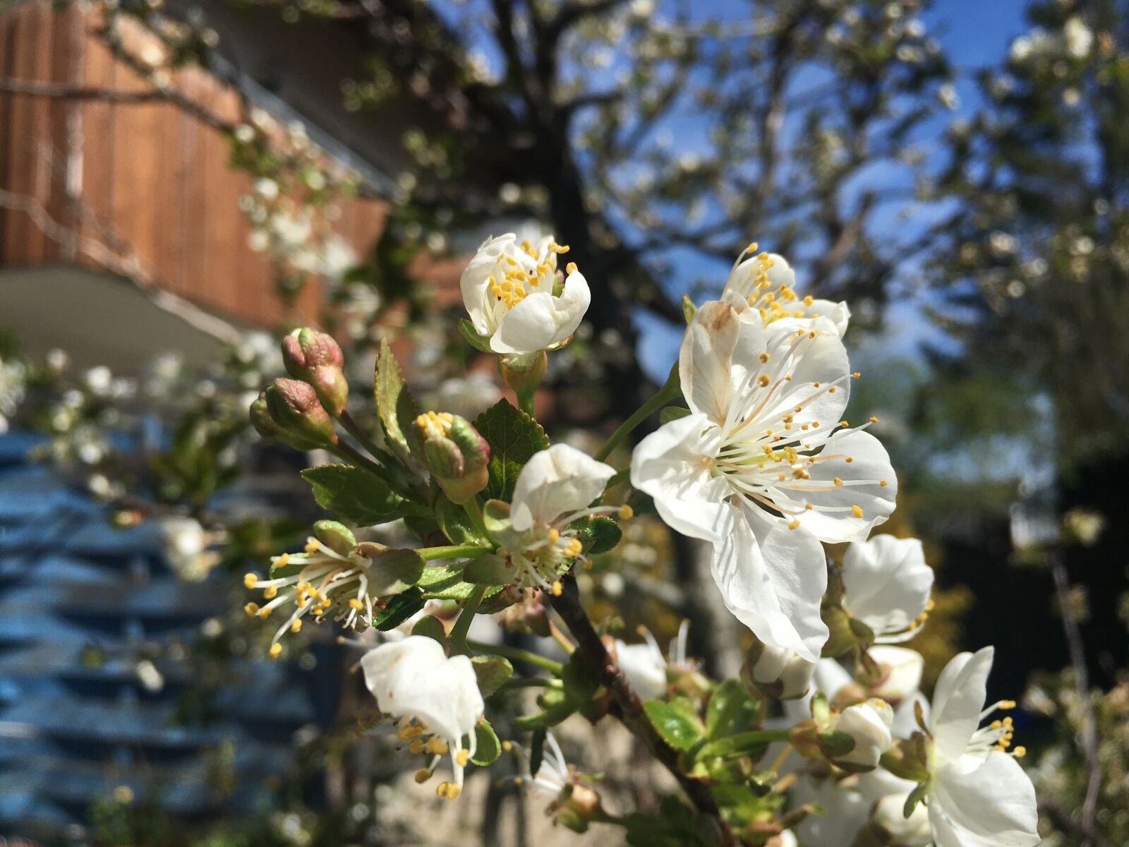 iPhone 6s Plus back camera 4.15mm f/2.2 sample photo. Palm sunday, cherry blossom photography