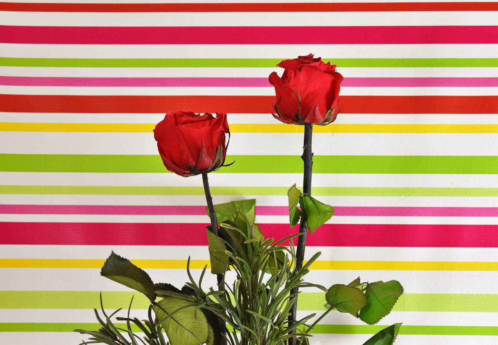 Nikon D7200 sample photo. Red roses, colorful, flowers photography