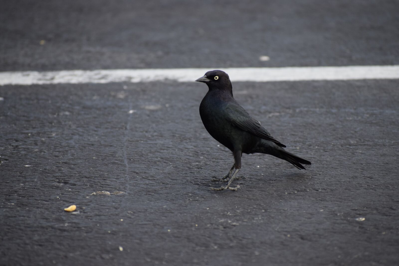 Nikon D5300 sample photo. Black bird, bird, nature photography