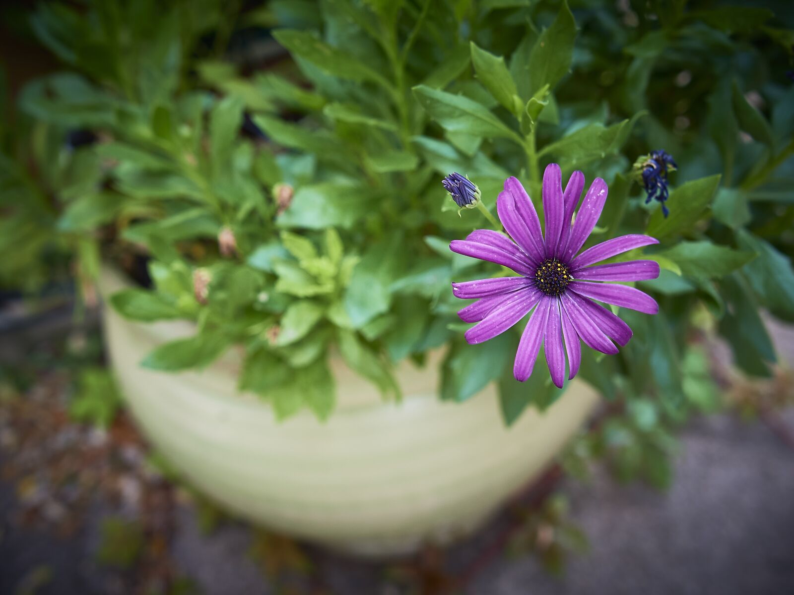 Sigma 16mm F1.4 DC DN | C sample photo. Flower, summer, nature photography