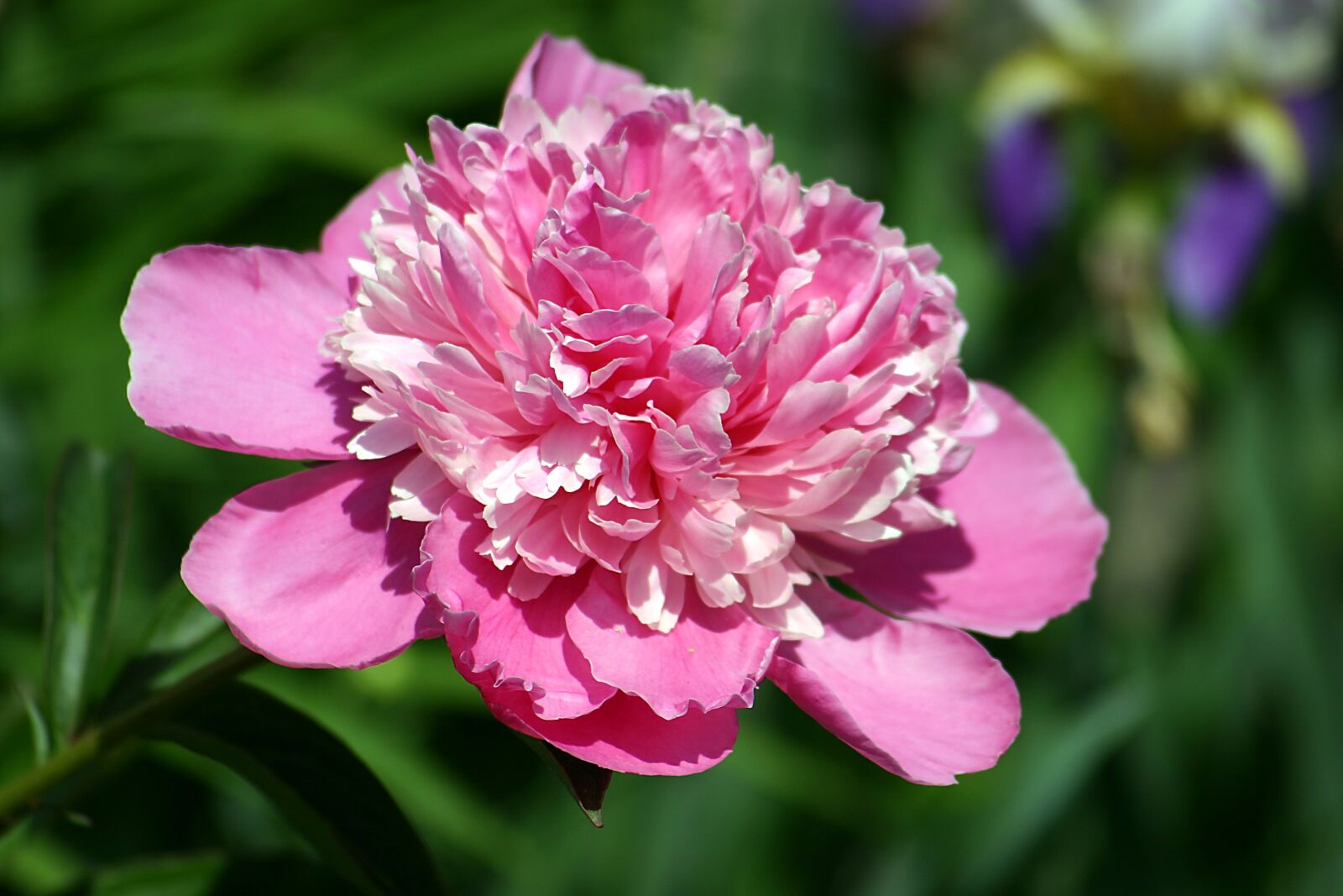 Canon EOS 300D (EOS Digital Rebel / EOS Kiss Digital) sample photo. Peony, garden, blossom photography