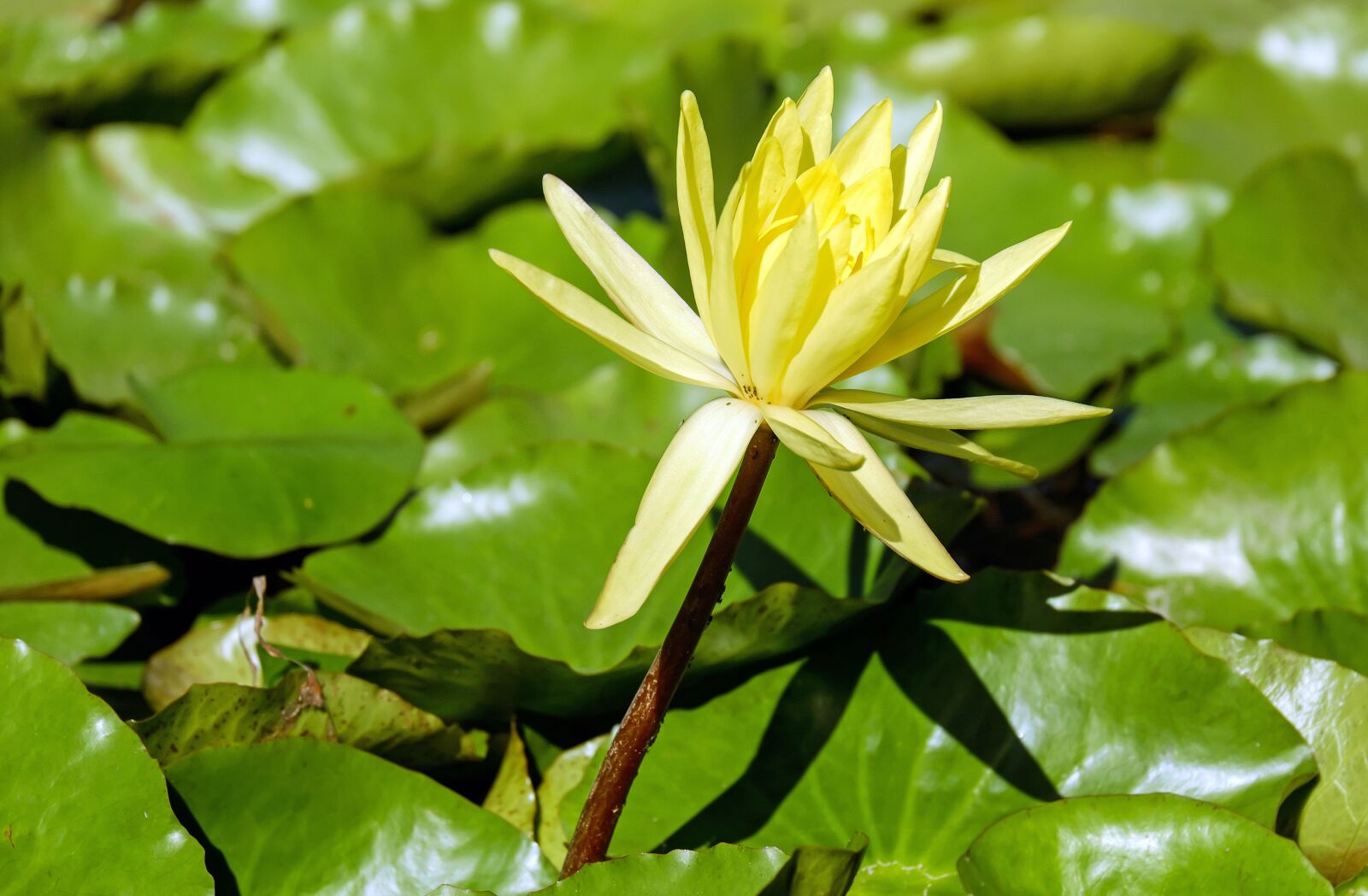 Fujifilm X-T10 + Fujifilm XC 50-230mm F4.5-6.7 OIS sample photo. Water lily, nuphar lutea photography