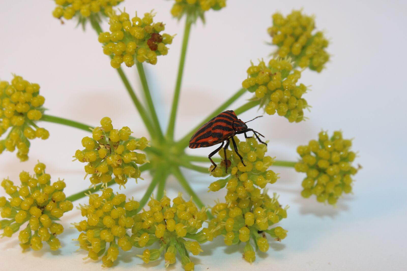Canon EOS 700D (EOS Rebel T5i / EOS Kiss X7i) sample photo. Strip bug, bug, beetle photography