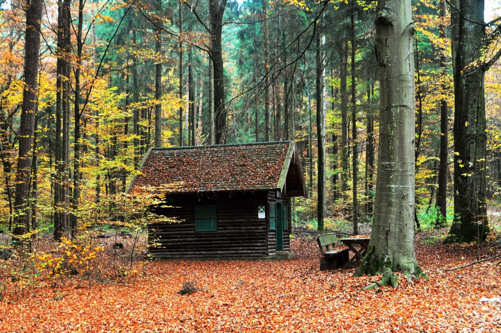 Nikon D5000 sample photo. Autumn, landscape, tree photography