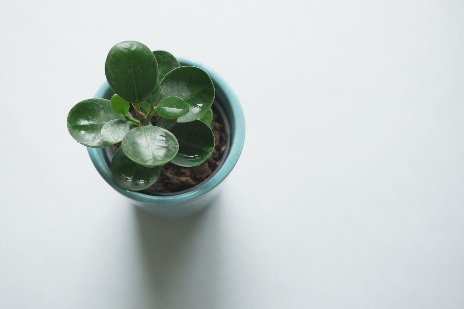 Fujifilm X-T10 + Fujifilm XF 35mm F2 R WR sample photo. Close, up, leaves, plant photography