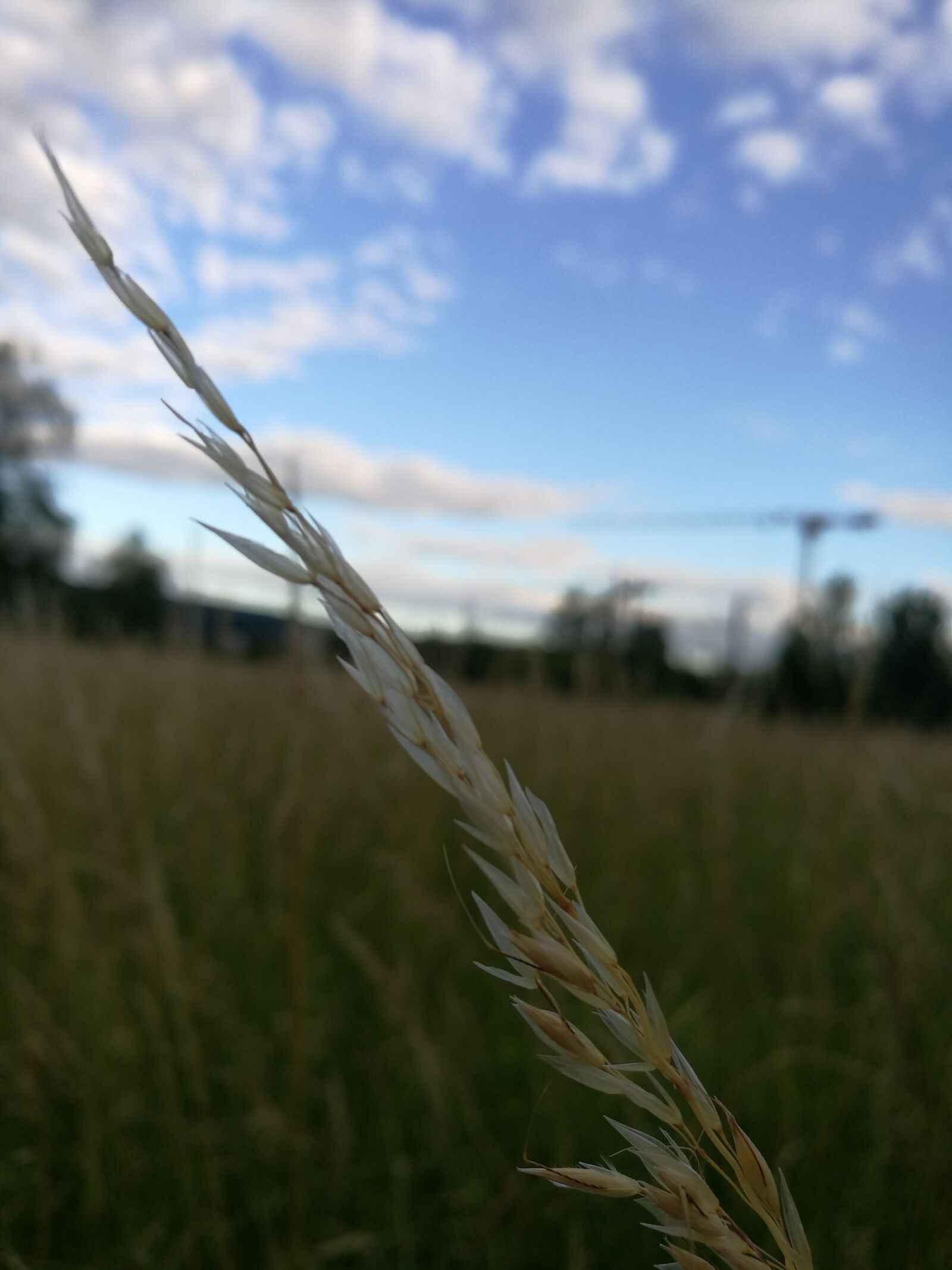 HUAWEI P9 sample photo. Grass, field, blue sky photography