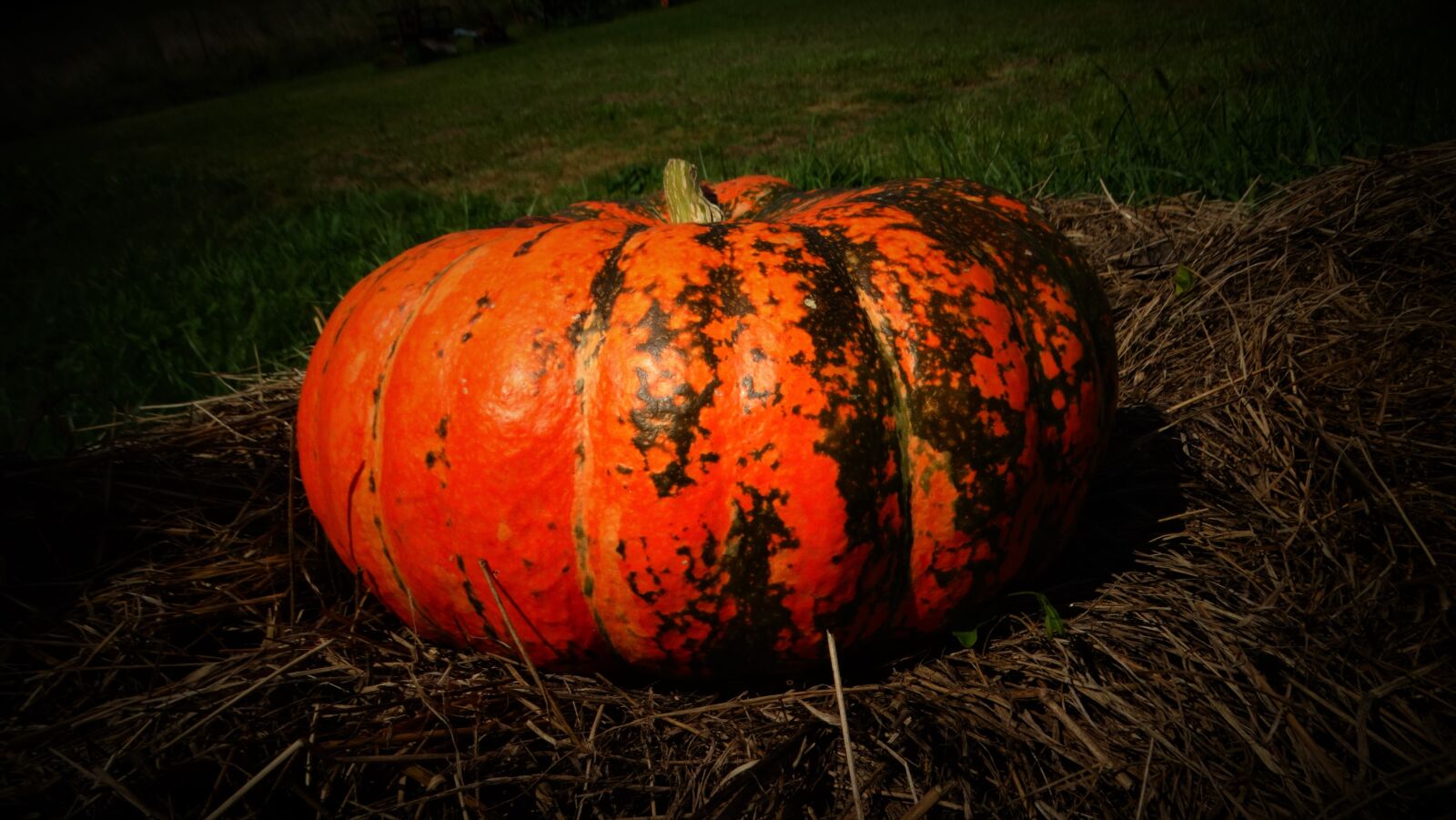 Sony Cyber-shot DSC-HX300 sample photo. Pumpkin, orange, october photography