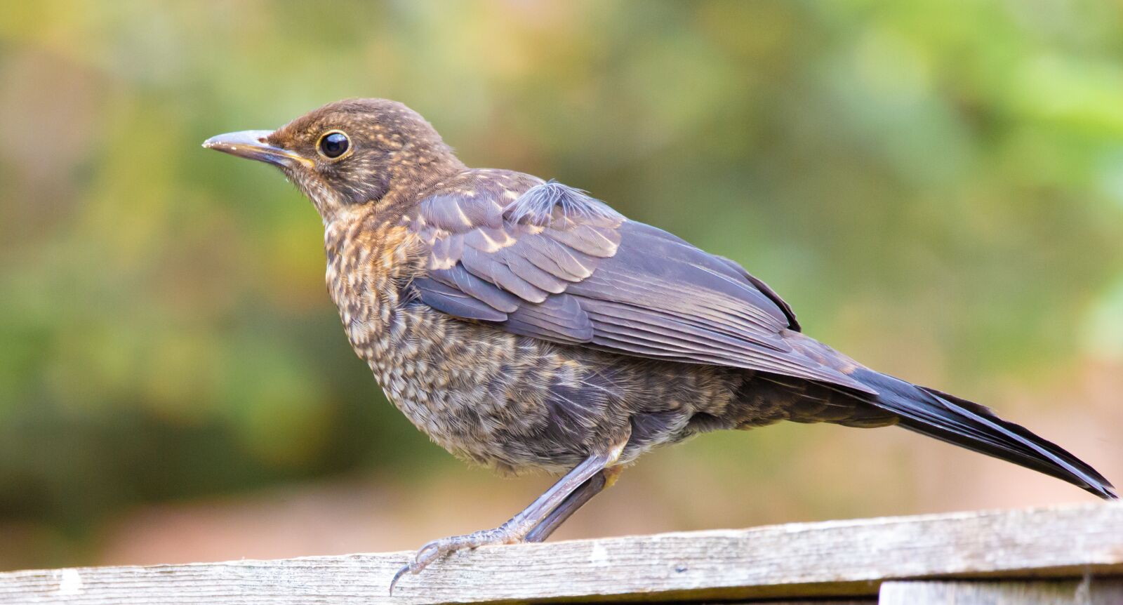 Canon EOS 5D Mark III + 150-600mm F5-6.3 DG OS HSM | Contemporary 015 sample photo. Young uk blackbird, juvenile photography