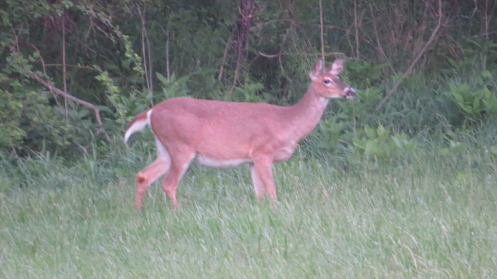 Canon PowerShot SX50 HS sample photo. Deer, nature, animal photography
