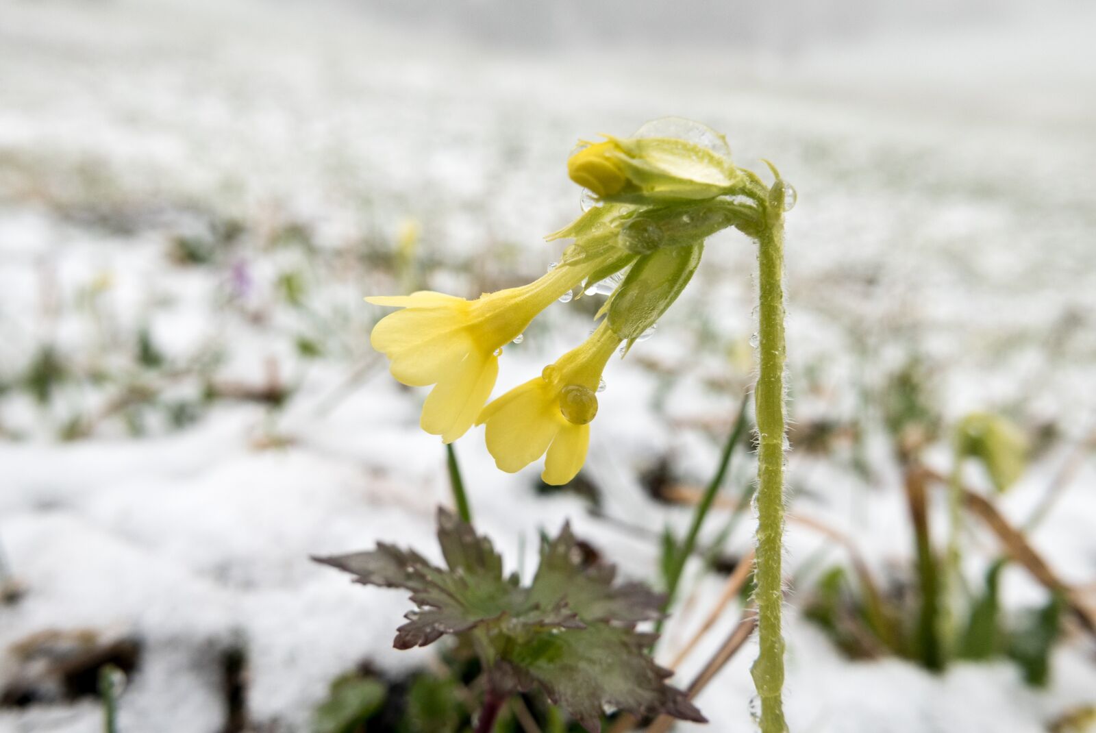 Panasonic Lumix DMC-LX100 sample photo. Cowslip, winter, snow photography