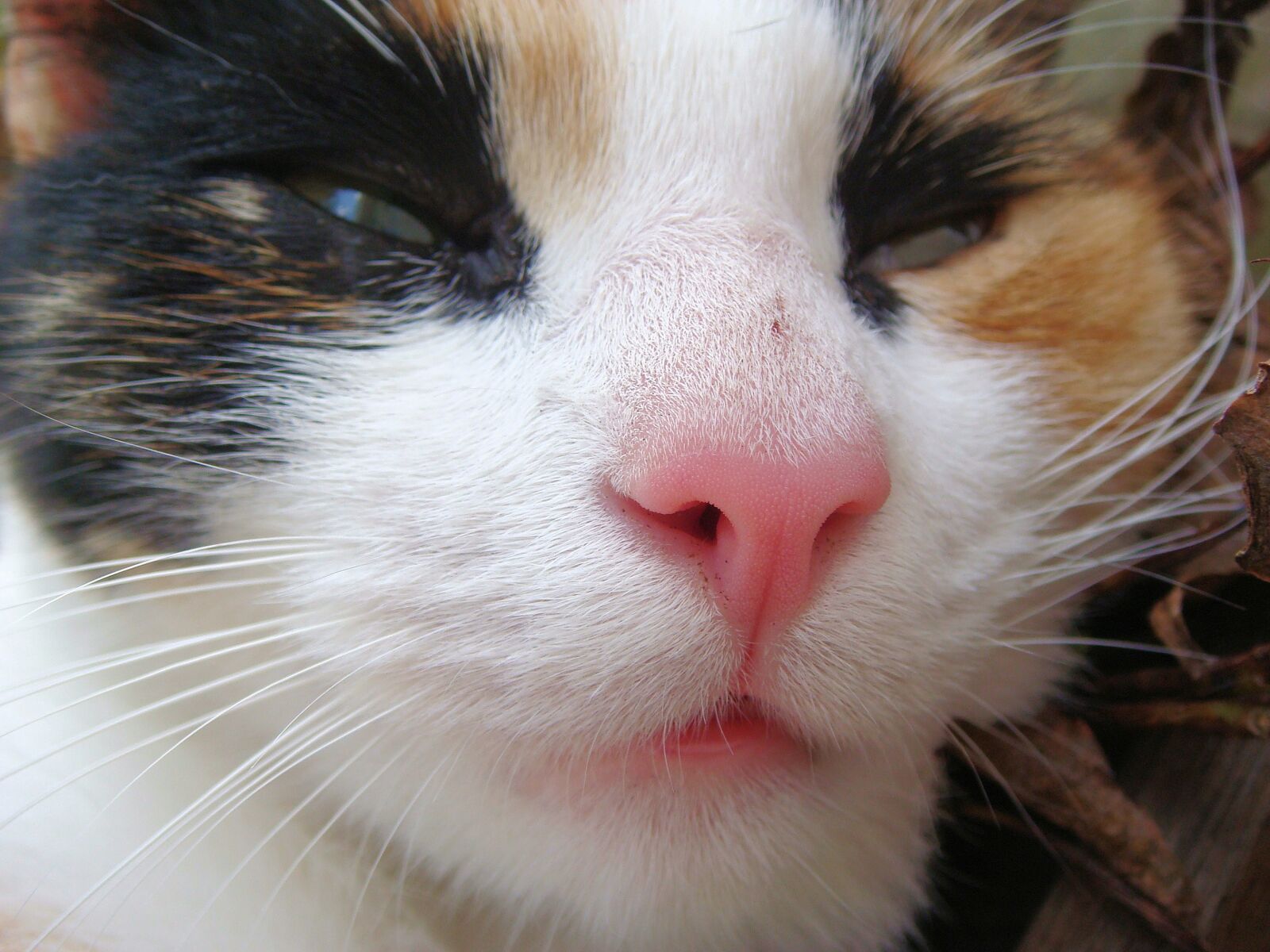 Sony DSC-T100 sample photo. Cats, cat, pet photography