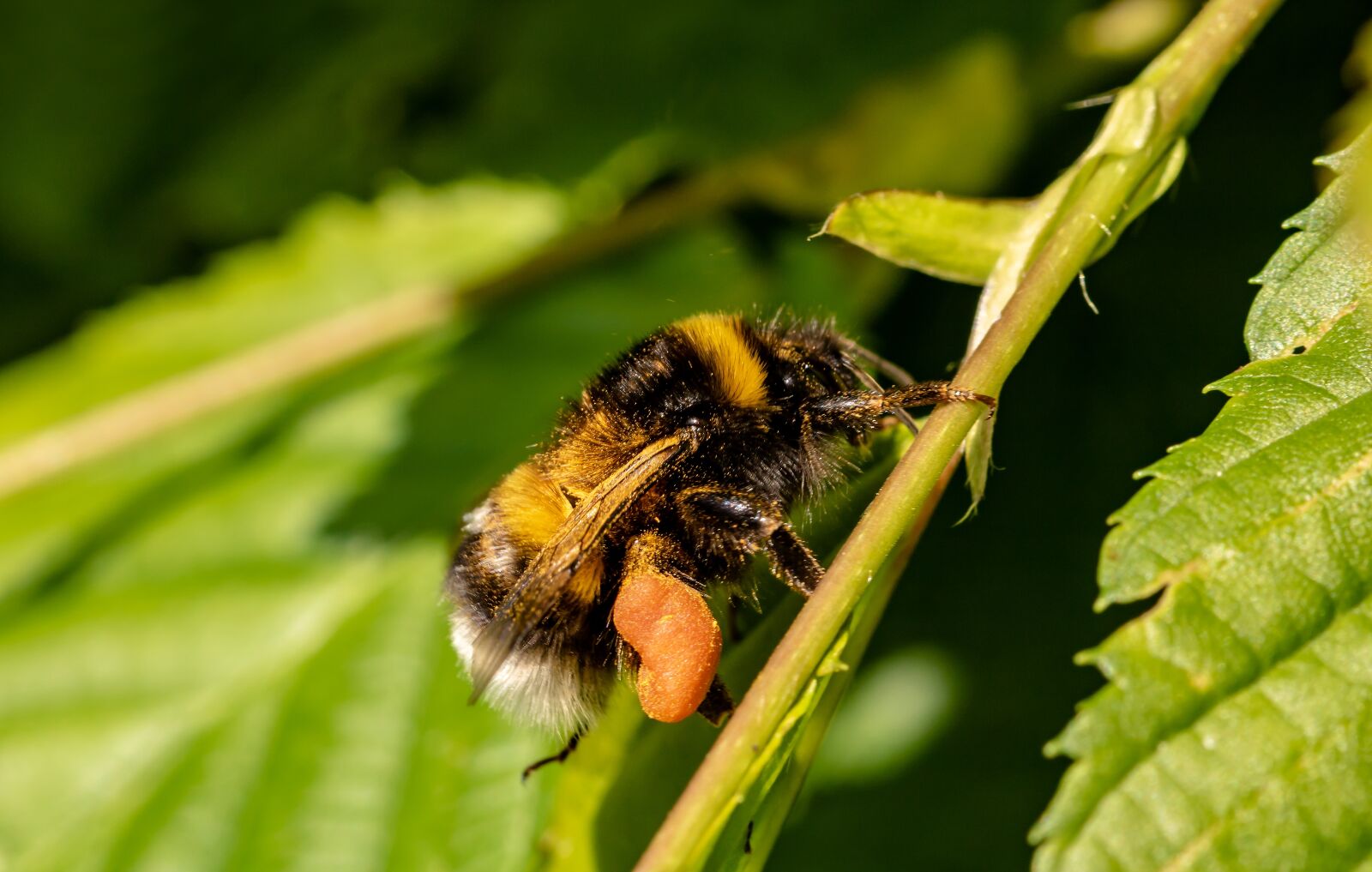 Canon EOS 750D (EOS Rebel T6i / EOS Kiss X8i) sample photo. Hummel, garden bumblebee, bombus photography