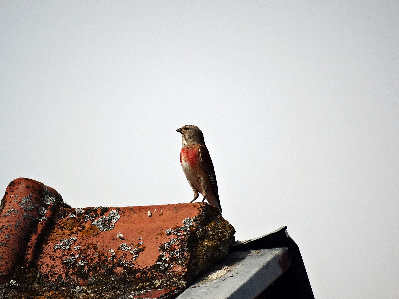 Sony Cyber-shot DSC-HX300 sample photo. Bird, tit, little bird photography