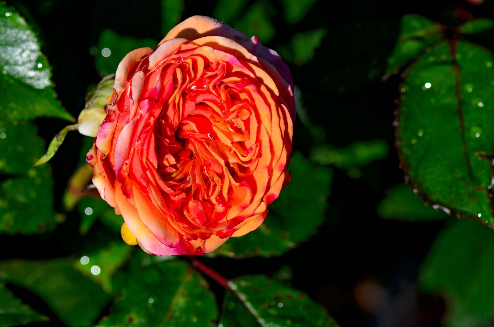 Nikon D5100 sample photo. Rose, flowers, nature photography