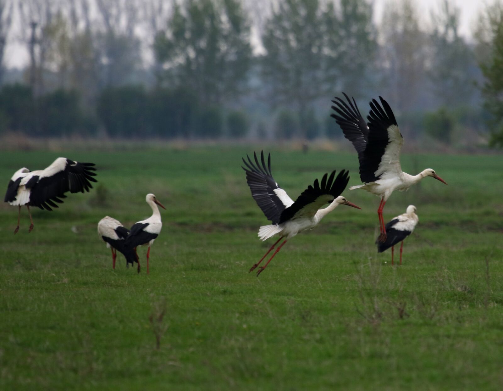 Canon EF 100-400mm F4.5-5.6L IS USM sample photo. Stork, stol, birds photography