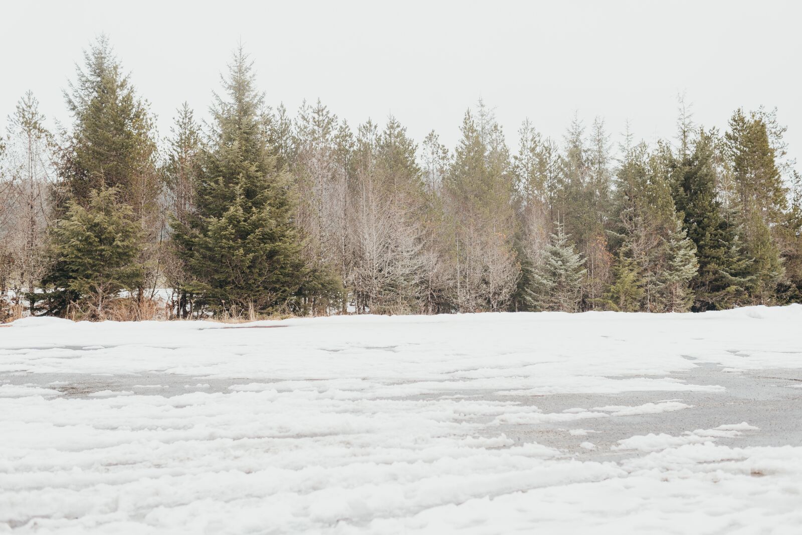 Nikon D600 sample photo. Snow, trees, landscape photography