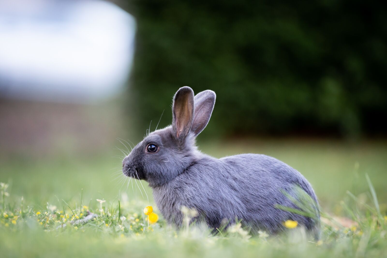Canon EOS 6D sample photo. Bunny, rabbit, grass photography