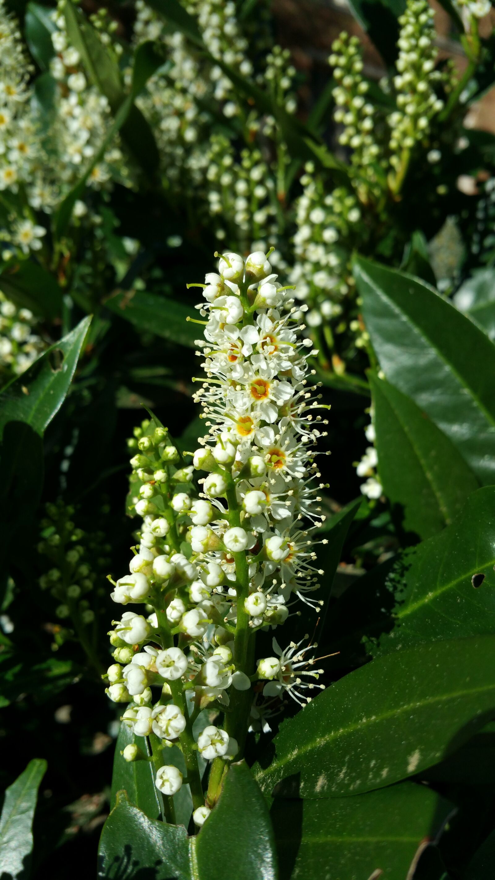 Samsung Galaxy Note4 sample photo. Nature, flora, flower photography