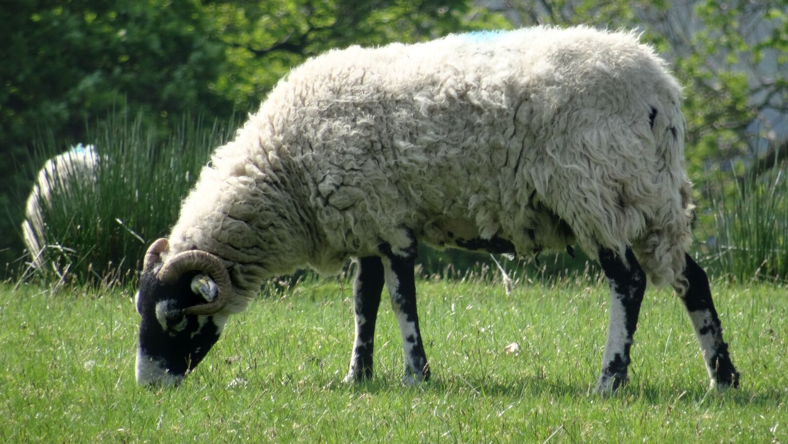 Sony DSC-HX50 sample photo. Sheep, ram, farm photography