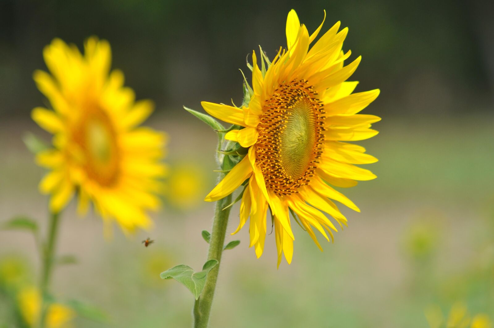 Nikon D90 sample photo. Sunflower, beautiful, herb, petal photography