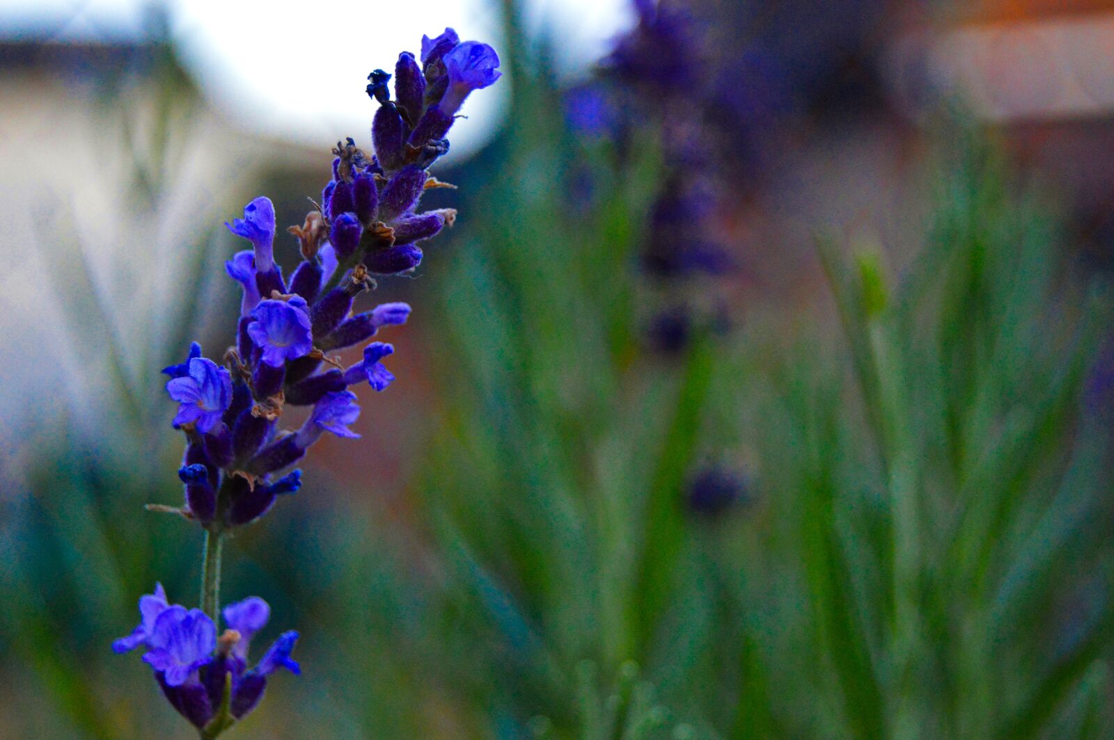 Nikon D3200 sample photo. Lavender, purple flowers, inflorescence photography