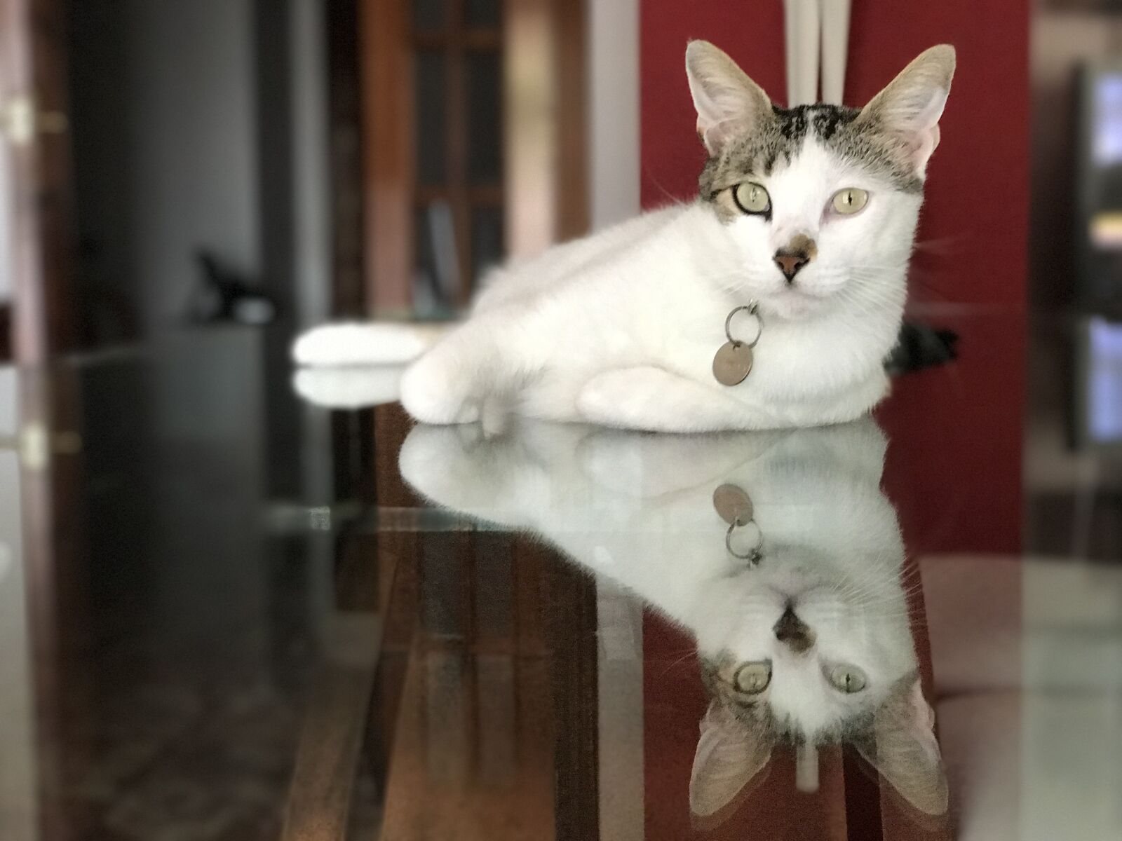 iPhone 7 Plus back dual camera 6.6mm f/2.8 sample photo. Cat, kitten, pet photography