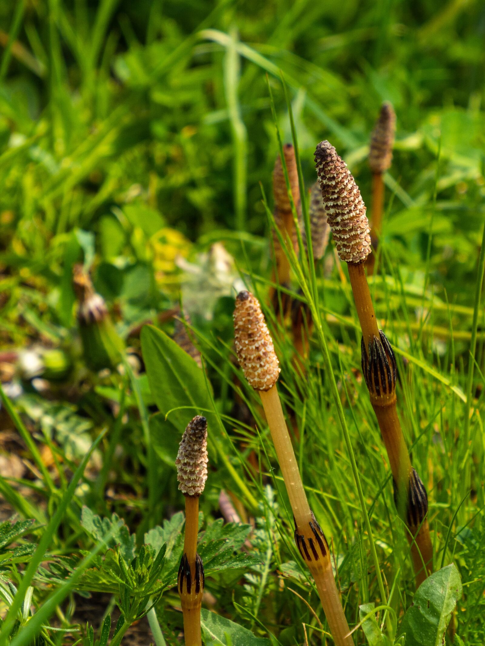 Olympus OM-D E-M10 III sample photo. Horsetail, flower, plant photography