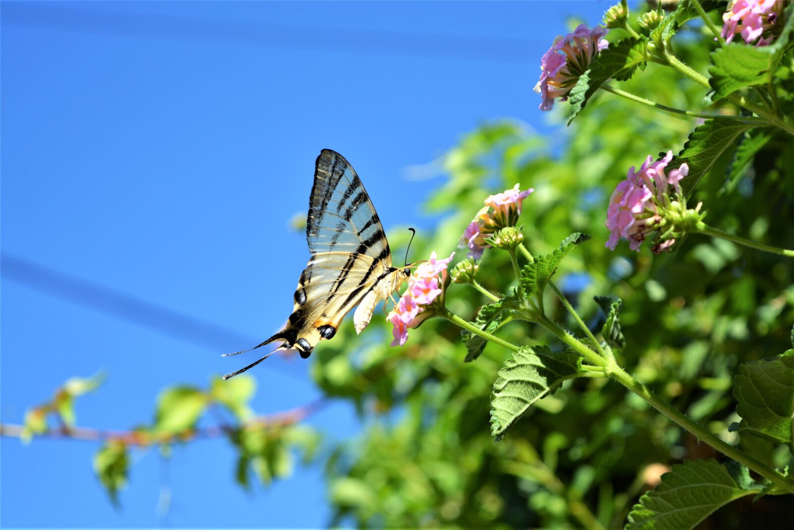 Nikon D5200 sample photo. Nature, garden, summer photography