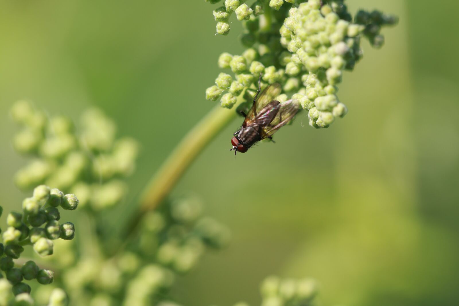 Canon EF 100mm F2.8L Macro IS USM sample photo. Fly, insect, flying insect photography