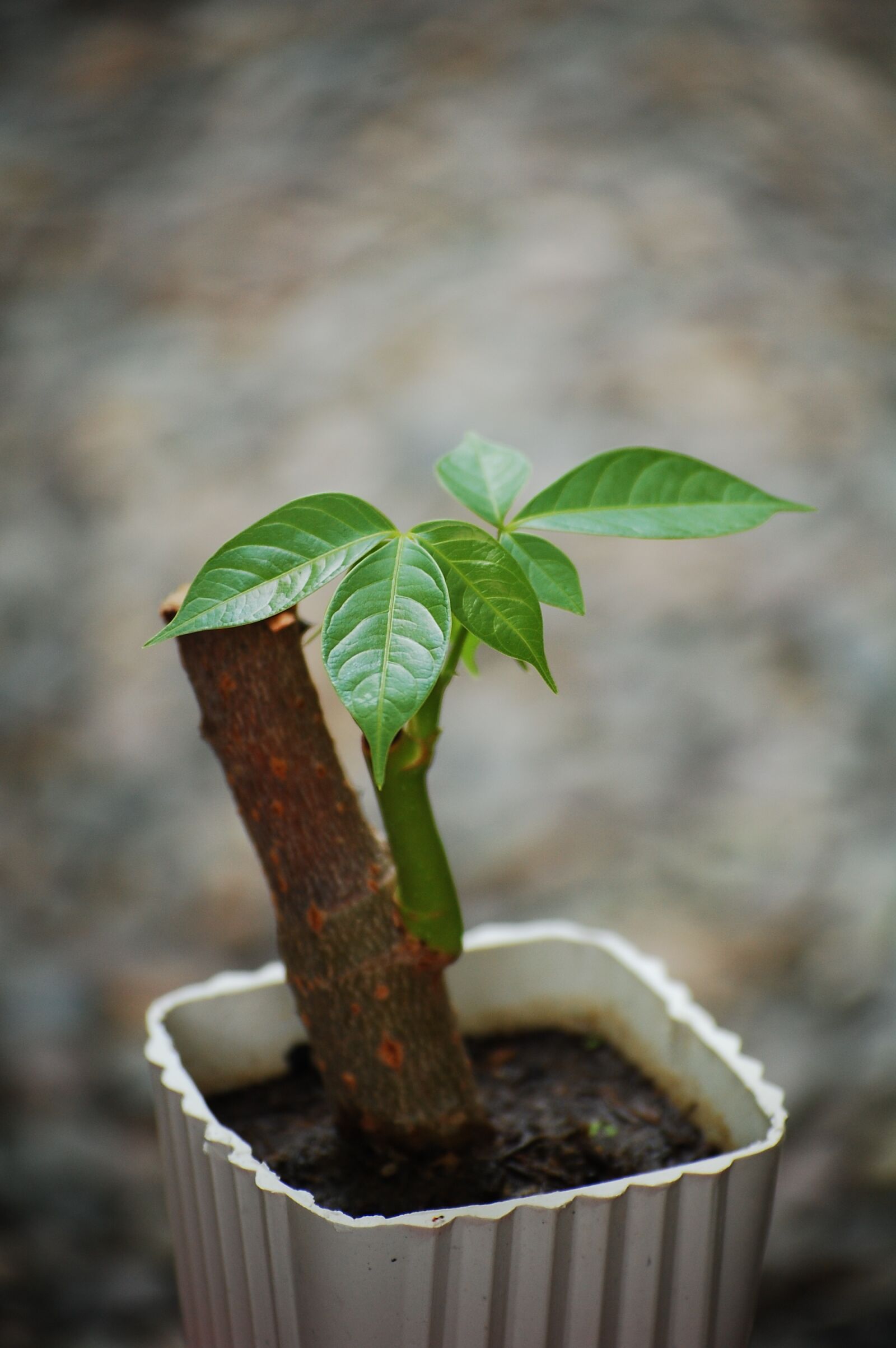 Nikon D40 sample photo. Money tree, bonsai, garden photography