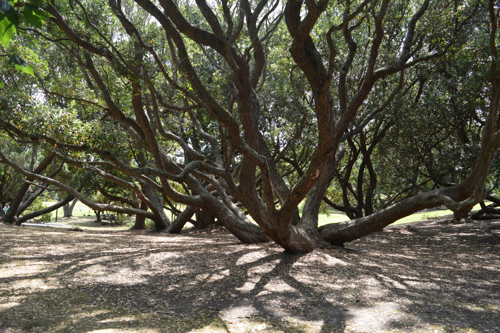 Nikon D3200 sample photo. Trees, nature, landscape photography