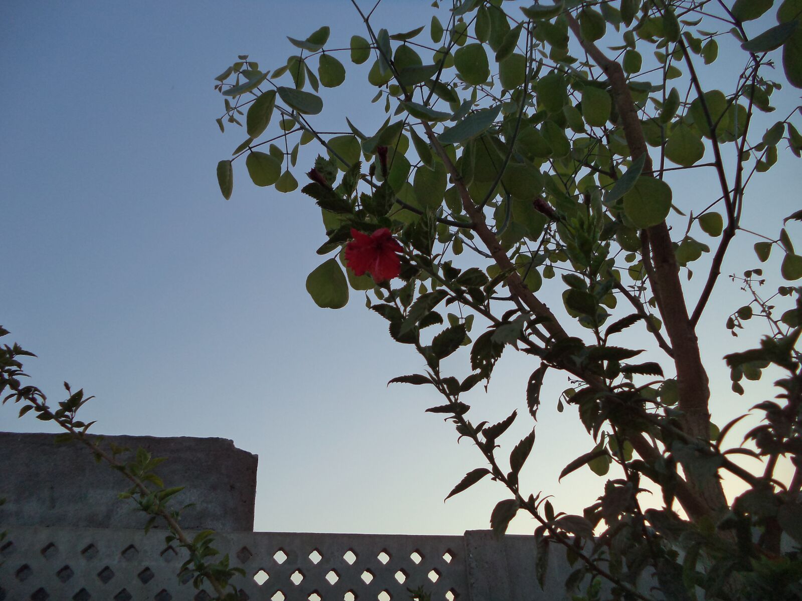 Sony Cyber-shot DSC-W710 sample photo. Sunset, tree, peaceful photography