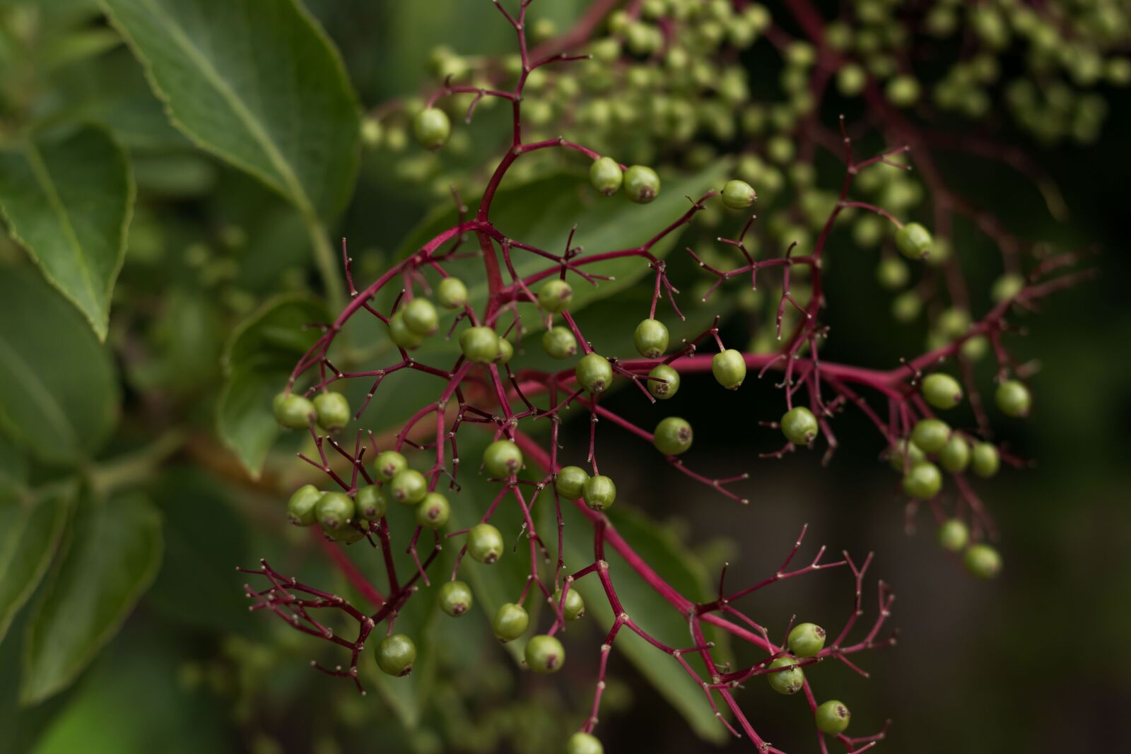 Canon EOS 80D sample photo. Wild, green, berry photography