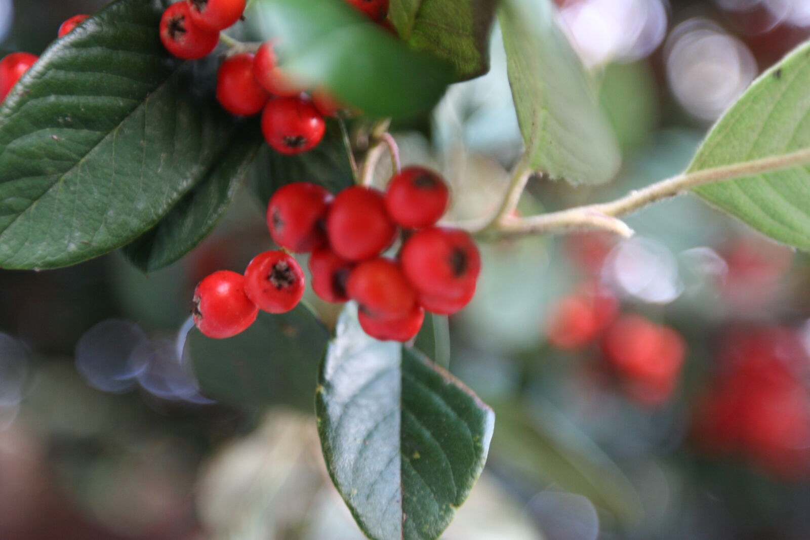 Canon EOS 20D sample photo. Berries, blurred, background, green photography