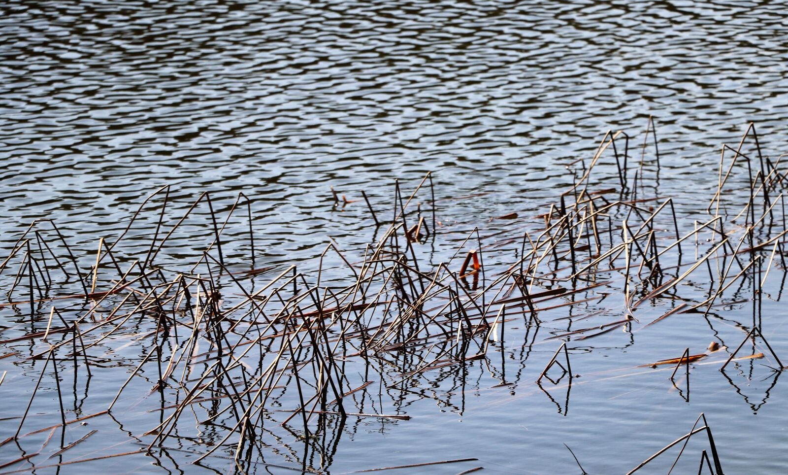 Canon EOS 800D (EOS Rebel T7i / EOS Kiss X9i) sample photo. Water, marsh, lake photography