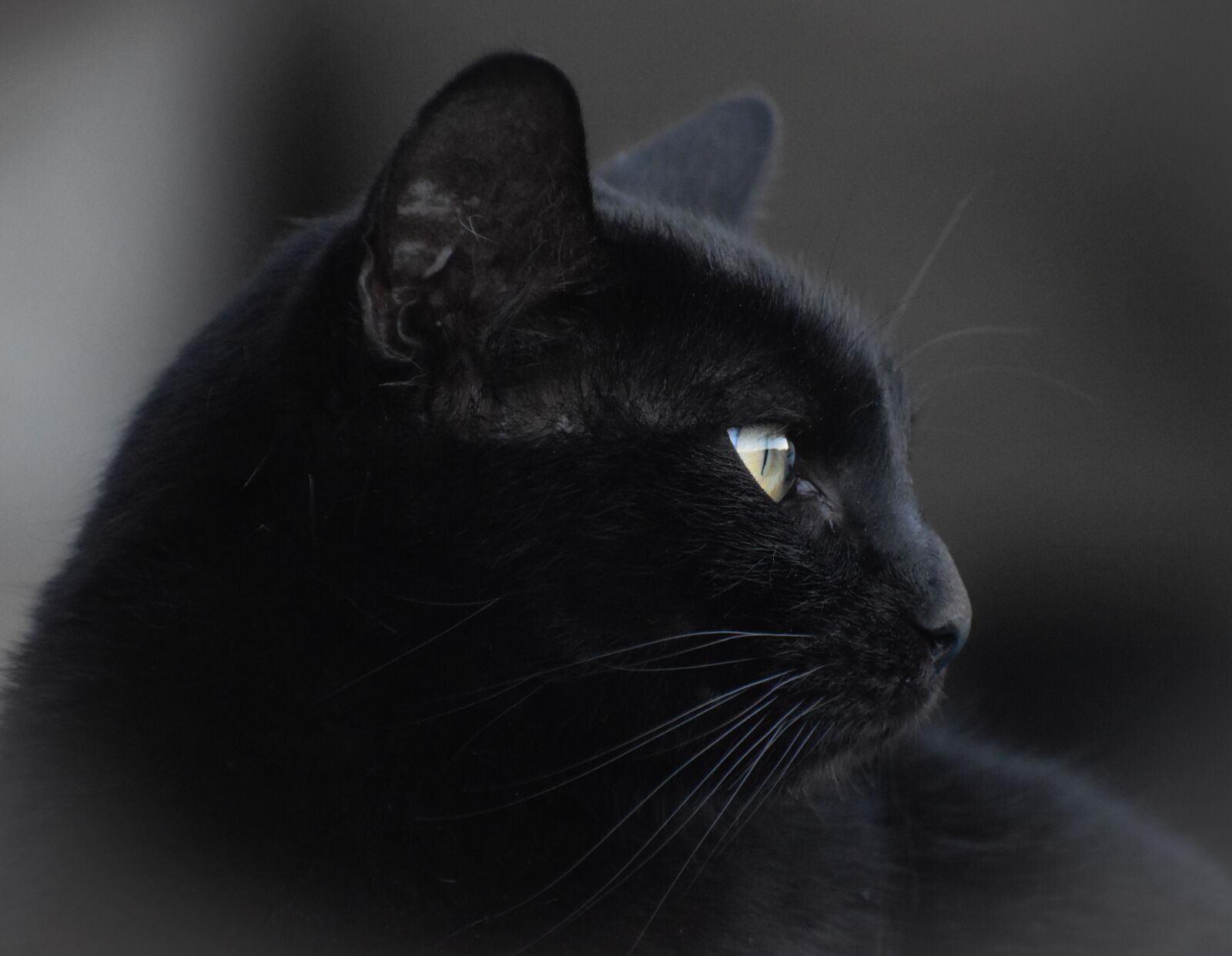 Nikon D5500 sample photo. Cat, portrait, pet photography