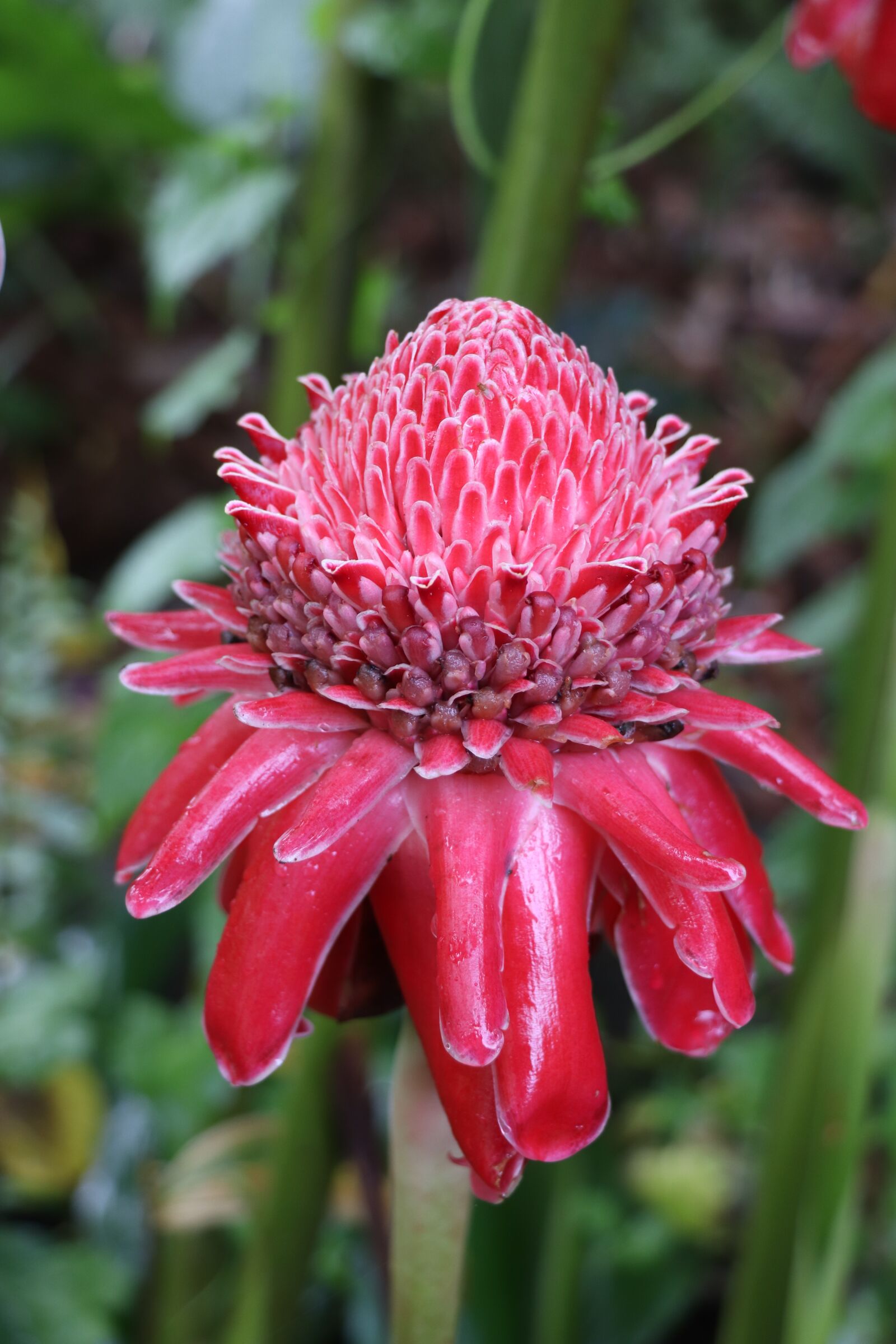 Canon EOS 77D (EOS 9000D / EOS 770D) sample photo. Flower, red, exotic photography