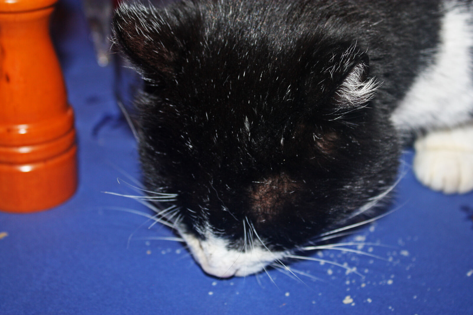 Canon EOS 450D (EOS Rebel XSi / EOS Kiss X2) sample photo. Cat, crumbs, cute, eat photography